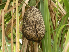 Brachygastra