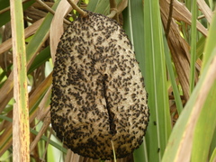 Brachygastra