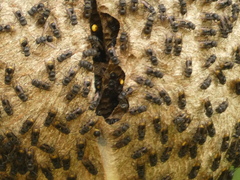 Brachygastra