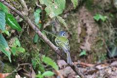 Leptopogon superciliaris