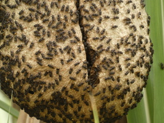 Brachygastra