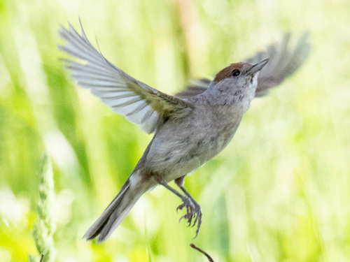 Representative image of Sylvia atricapilla atricapilla