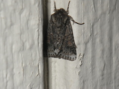Lacinipolia quadrilineata