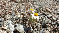 Eriophyllum wallacei rubellum