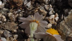 Eriophyllum wallacei rubellum