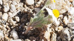 Eriophyllum wallacei rubellum