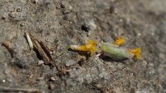 Eriophyllum wallacei rubellum