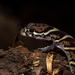 Central American Banded Gecko - Photo (c) leolara28, some rights reserved (CC BY-NC)