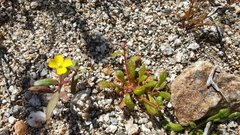 Calyptridium arizonicum