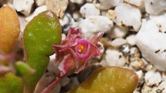 Calyptridium arizonicum