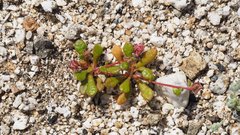 Calyptridium arizonicum