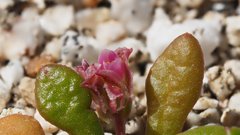 Calyptridium arizonicum