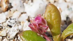 Calyptridium arizonicum