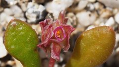 Calyptridium arizonicum