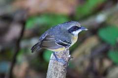Myrmoborus myotherinus