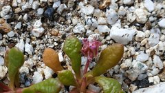 Calyptridium arizonicum