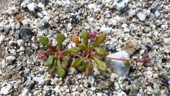 Calyptridium arizonicum