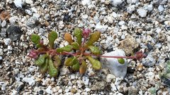 Calyptridium arizonicum