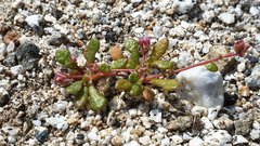 Calyptridium arizonicum