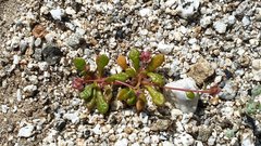 Calyptridium arizonicum