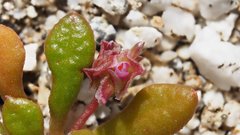 Calyptridium arizonicum