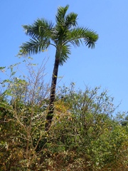 Pseudophoenix sargentii