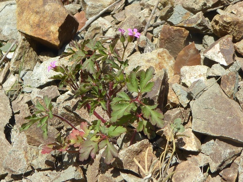 Geranium purpureum iNat (2)