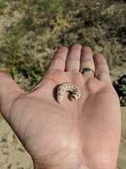 Euproserpinus phaeton