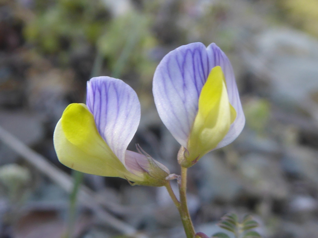 Early Vetch