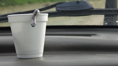 Atractus crassicaudatus