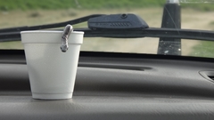 Atractus crassicaudatus