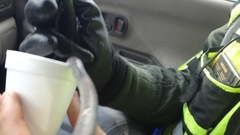 Atractus crassicaudatus