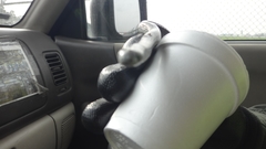 Atractus crassicaudatus