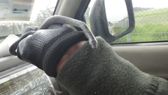 Atractus crassicaudatus