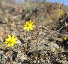Crocidium multicaule