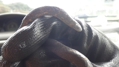 Atractus crassicaudatus