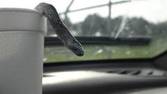 Atractus crassicaudatus