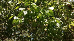 Styrax glabrescens