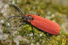 Dictyoptera aurora