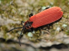 Dictyoptera aurora