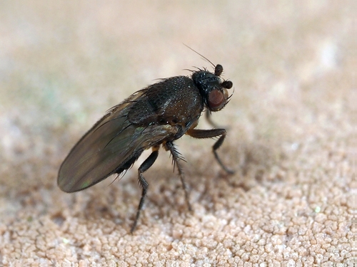 Fly