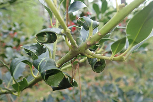 Helleborine aphid, Holly aphid