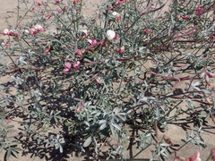 Lotus bryantii