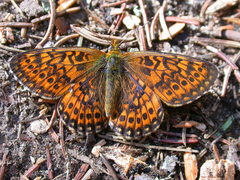 Boloria eunomia