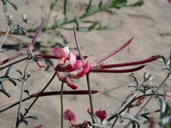 Lotus bryantii