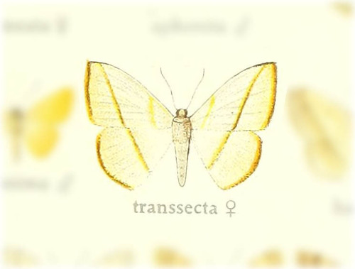 Scopula transsecta