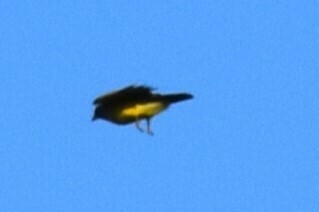 Northern Cassin's Kingbird