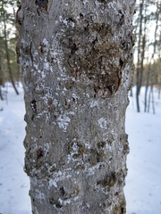 Cryptococcus fagisuga