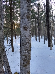 Cryptococcus fagisuga