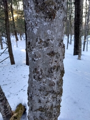 Cryptococcus fagisuga